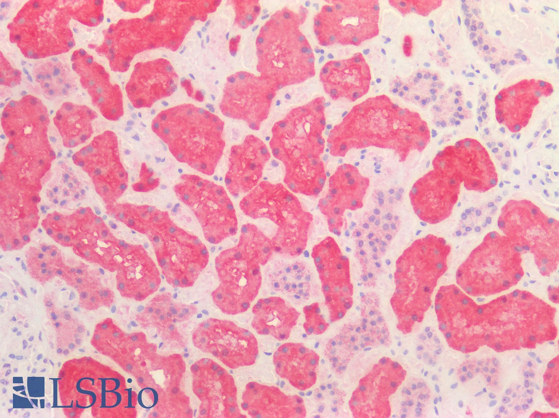 PathPlus™ HSPD1 / HSP60 Antibody (clone OTI3A2)