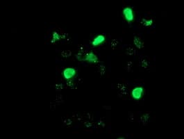 LHX1 Antibody (aa100-362, clone OTI2D5)