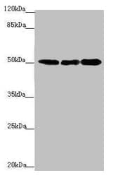Polyclonal Rabbit anti-Human EEF1A2 Antibody (IHC, WB)