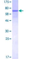 Human SPP1 / Osteopontin Protein (Recombinant GST)