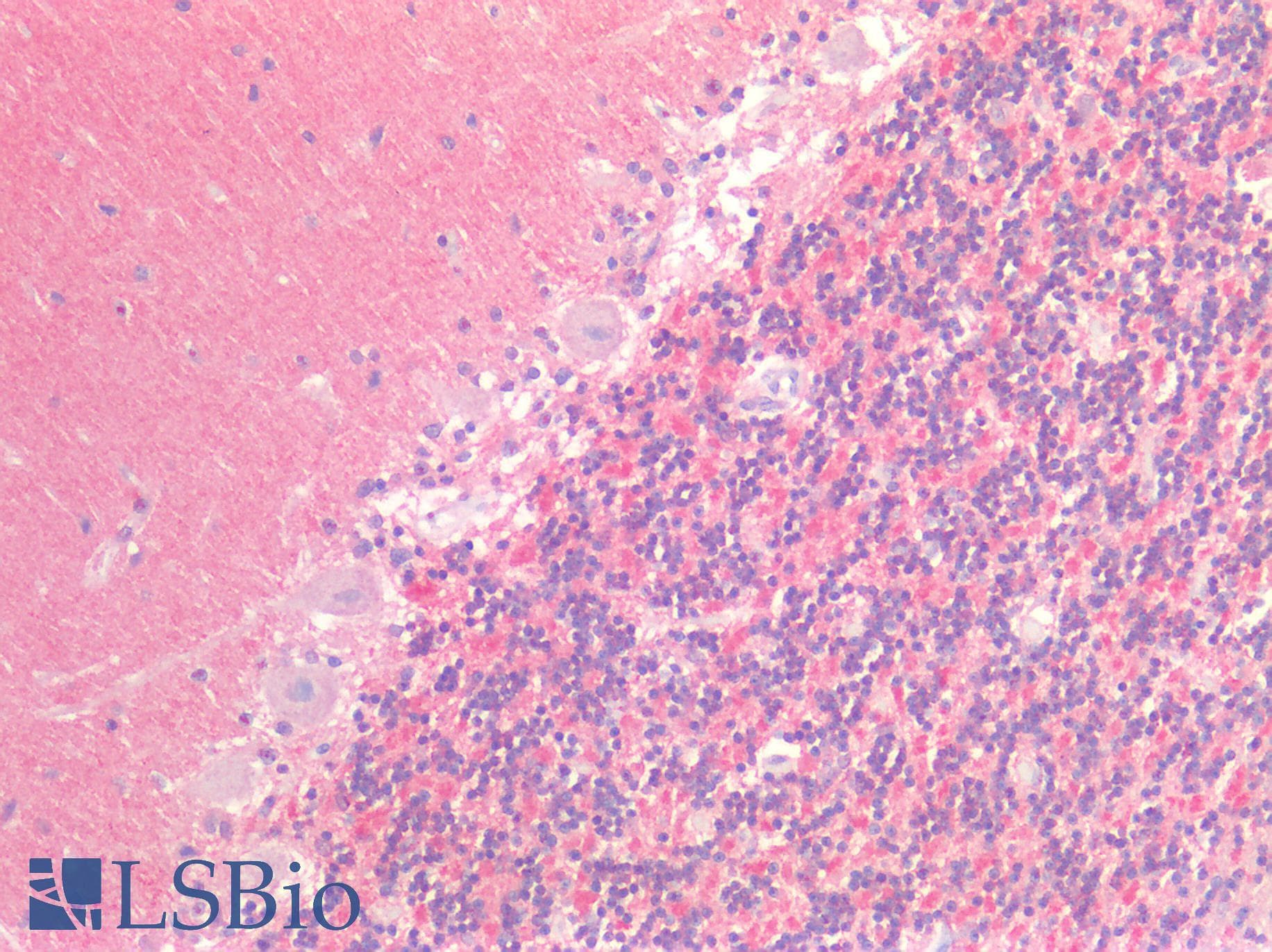 IHC-plus™ SIRPA / CD172a Antibody