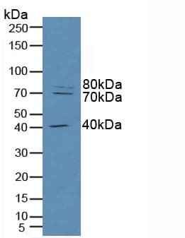 RFTN1 / Raftlin Antibody (aa288-520, Cy3)