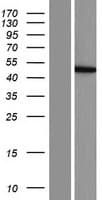 CCBL2 Protein (Over-Expression Lysate Myc-DDK (Flag))