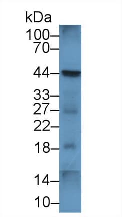 CD86 Antibody (aa37-272)