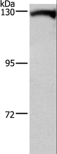 DAAM1 Antibody