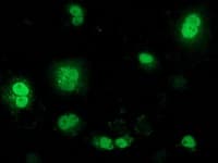 BTRCP / BETA-TRCP Antibody (aa52-354, clone OTI3D5, Carrier-free)