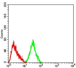 Monoclonal Mouse anti-Human CHRNA4 / NACHR Antibody (clone 7B4H1, WB)