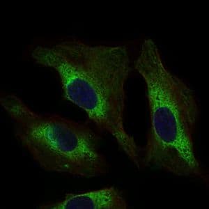 STAT5A Antibody (Amino Acid: 583-794, clone 6D4)