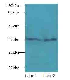 Polyclonal Rabbit anti-Rat THPO / TPO / Thrombopoietin Antibody (WB)