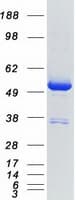 Human DDX39B / UAP56 Protein (Recombinant Myc-DDK (Flag))