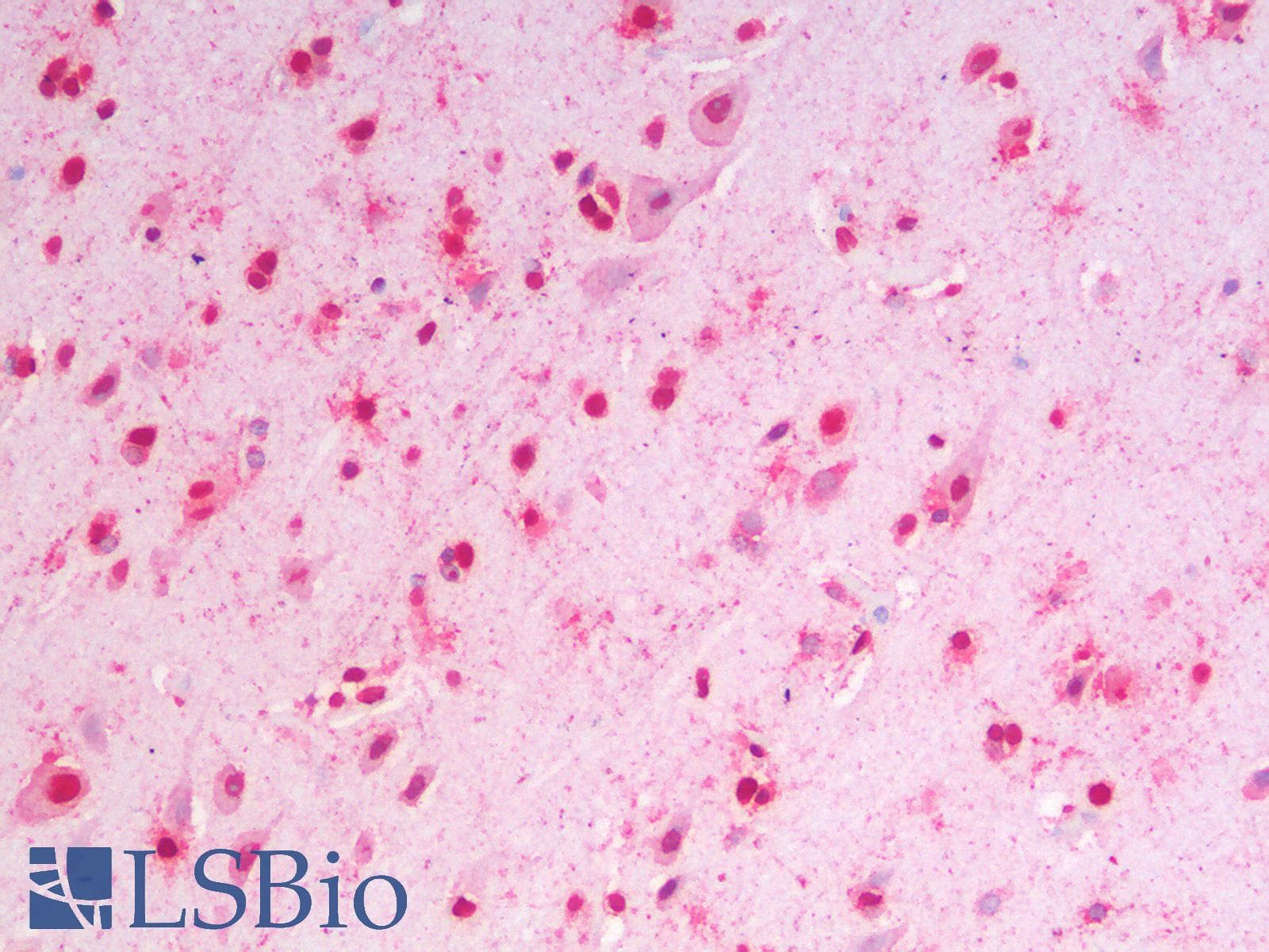 IHC-plus™ MSI2 Antibody (aa33-43)