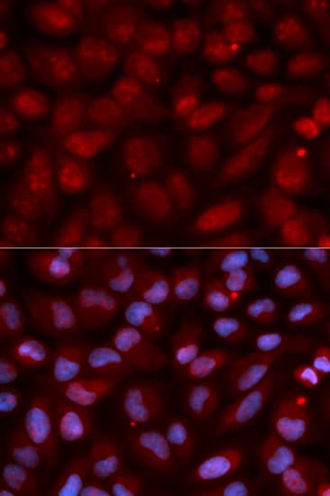 CD47 Antibody