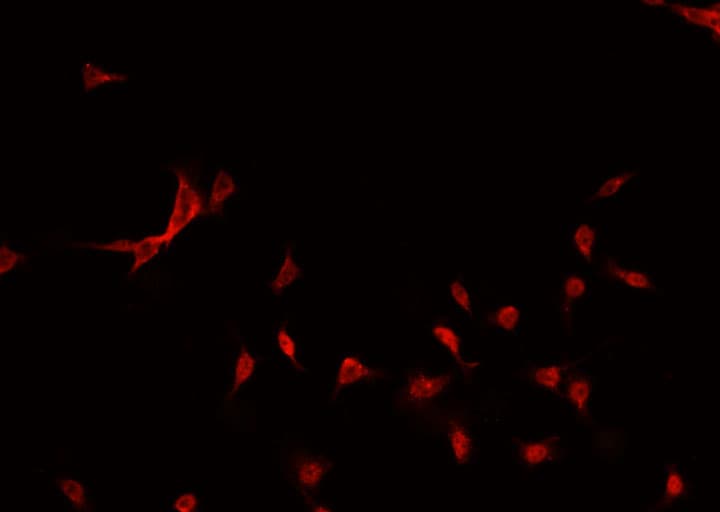 GATA3 Antibody