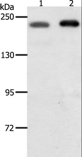 SMARCA4 / BRG1 Antibody