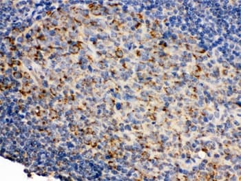 CD19 Antibody