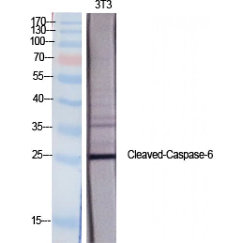 CASP6 / Caspase 6 Antibody (120-200 aa, Internal)