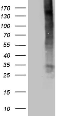 TNFSF4 / OX40L / CD252 Antibody (clone OTI5D8)