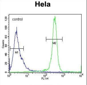 Polyclonal Rabbit anti-Human DENND5A Antibody (aa695-724, WB)