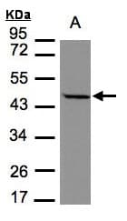STOML1 Antibody (aa106-368)