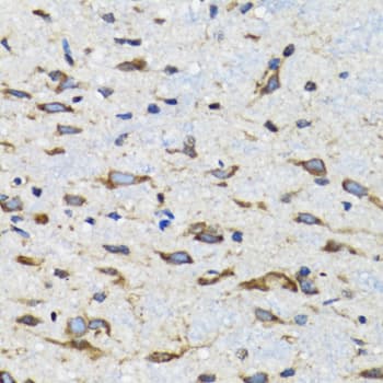 CDK1 / CDC2 Antibody