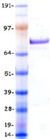 Human MLLT3 / AF9 Protein (Recombinant Myc-DDK (Flag))