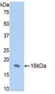 FBN1 / Fibrillin 1 Antibody (aa751-895)