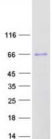 Human KCNQ4 Protein (Recombinant Myc-DDK (Flag))