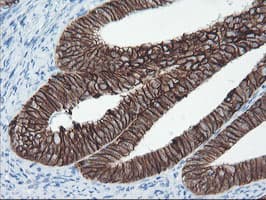 SRPRB Antibody (clone OTI1D9)
