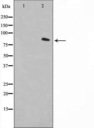 FAP Alpha Antibody
