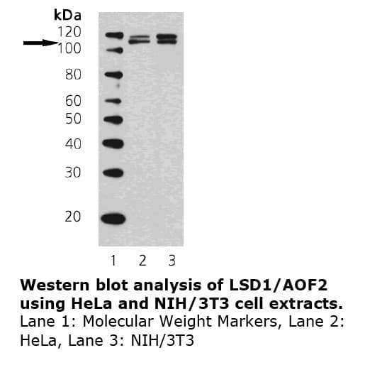 Monoclonal Mouse anti-Human KDM1A / LSD1 Antibody (clone 1B2F2, WB)