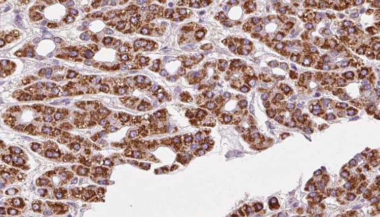RHOG / ARHG Antibody