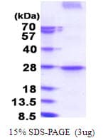 Human PD-L2 / PDCD1LG2 / CD273 Protein (Recombinant His)