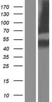 SERPINB8 Protein (Over-Expression Lysate Myc-DDK (Flag))