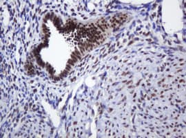 ZSCAN18 / ZNF447 Antibody (clone OTI4D1)