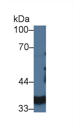 LDHA / LDH1 Antibody (aa1-332, APC)