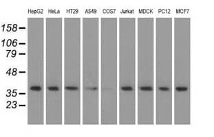 HIBCH Antibody (clone 5C5, Carrier-free)