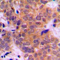 STAT3 Antibody (C-Terminus)