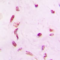 MASTL / GW Antibody (C-Terminus)