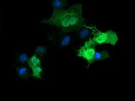 PARVA Antibody (clone OTI1C11)