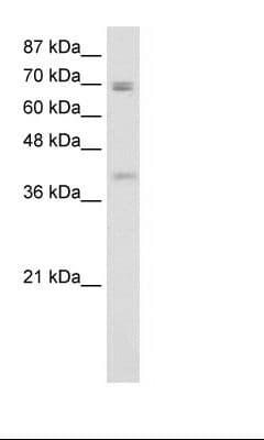 DLX3 Antibody (N-Terminus)