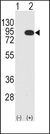 BRAF / B-Raf Antibody (Thr400)
