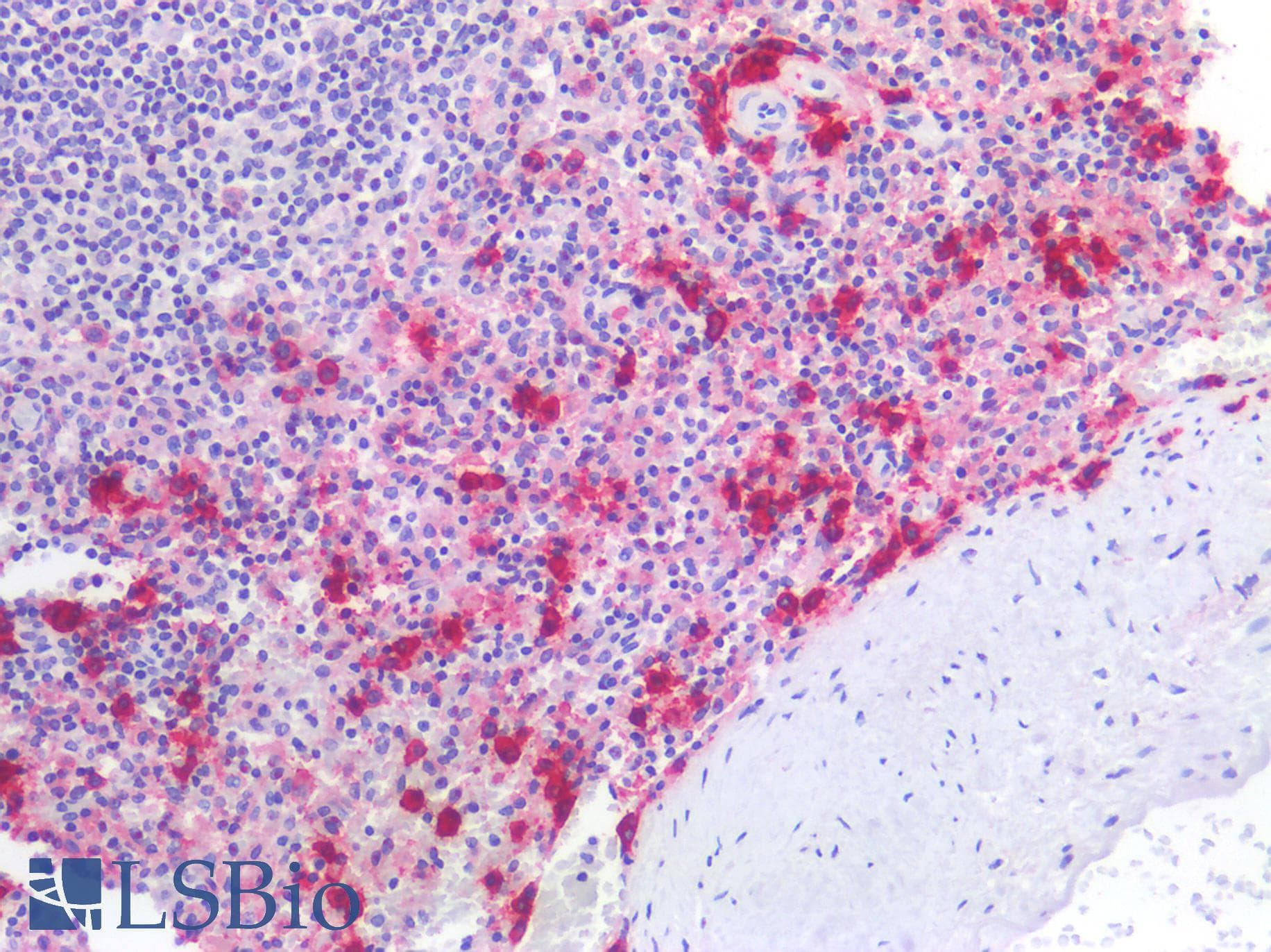 PathPlus™ CD38 Antibody (C-Terminus)