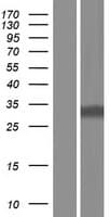 PQBP1 Protein (Over-Expression Lysate Myc-DDK (Flag))