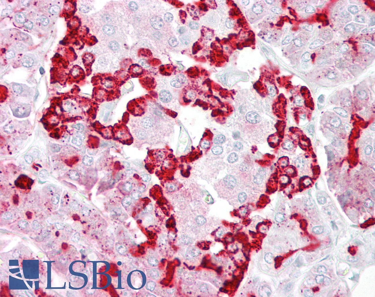 PathPlus™ GP2 Antibody (aa182-231)