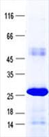 Human SAMD10 Protein (Recombinant His, N-Terminal)