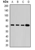 GLUD2 Antibody