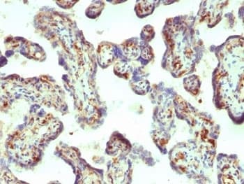 MSN / Moesin Antibody (clone MSN/492)