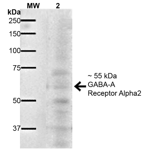 GABRA2 Antibody (clone S399-19, RPE)