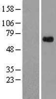 APLF / PALF Protein (Over-Expression Lysate Myc-DDK (Flag))