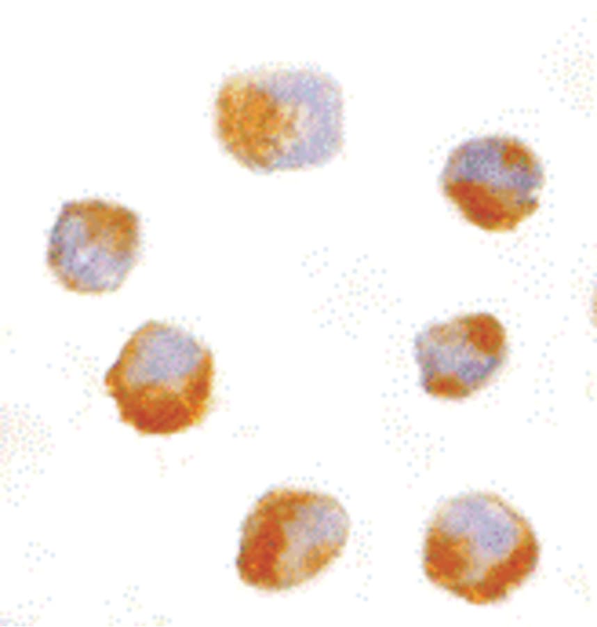 IHC-plus™ AES / Groucho Antibody
